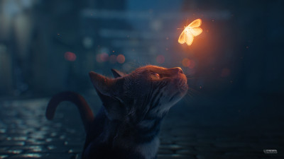 The cat and the butterfly