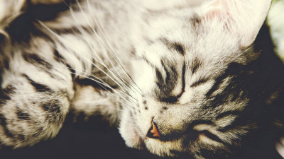 Sleeping kitten