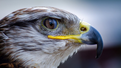 Falcon portrait