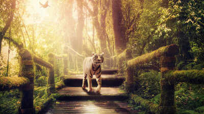 The tiger of jungle