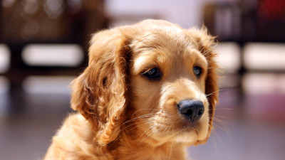 Adorable puppy