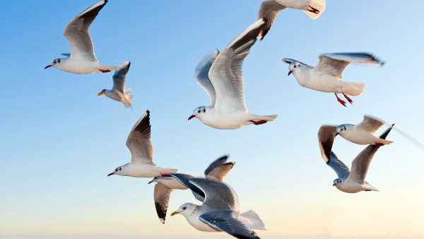 Seagulls