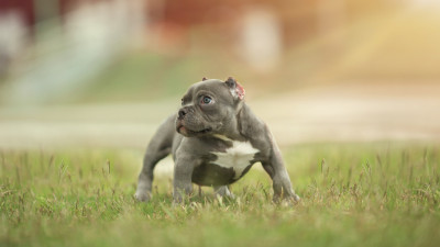 Cute puppy