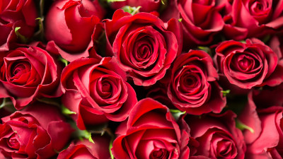 Lots of red roses