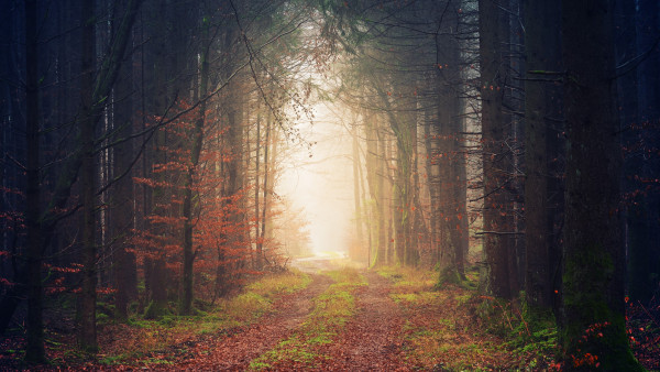 Best forest landscape