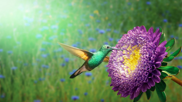 Hummingbird