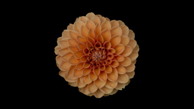 Orange flower