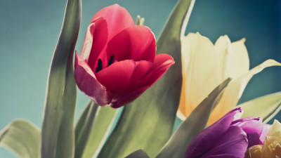 Red, purple and yellow tulips