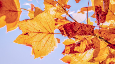 Best Autumn leaves