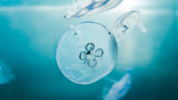 Jellyfish