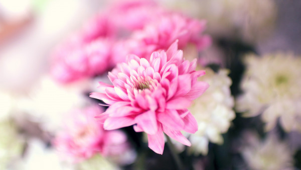Pink and white flowers