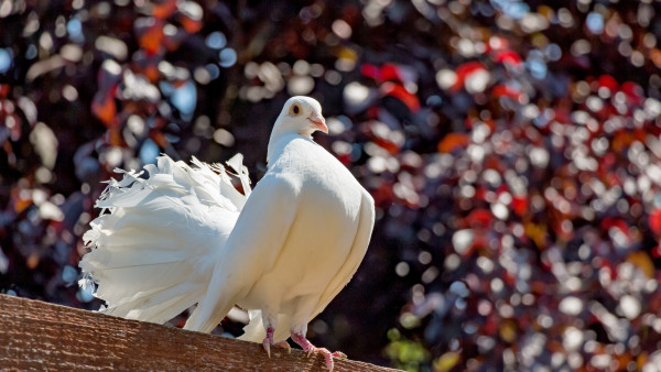 White pigeon