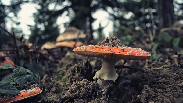 Wild mushrooms