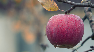 Fresh and sweet apple fruit