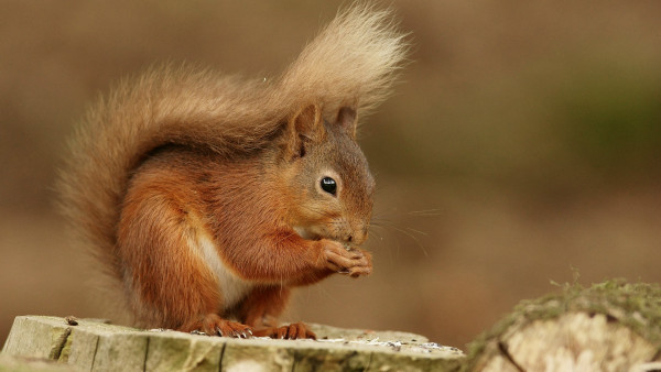 Squirrel