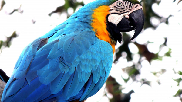 Blue macaw