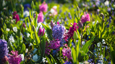 Field with Spring flowers