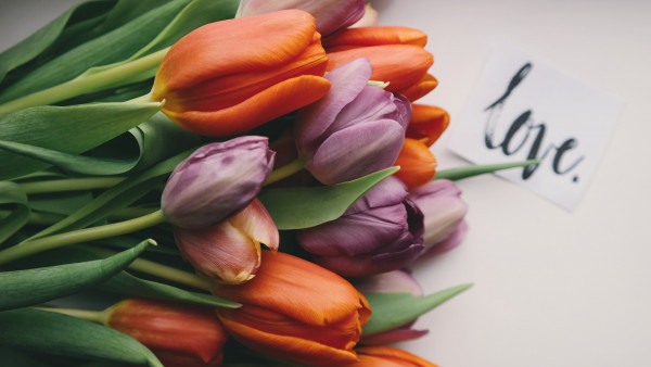 Tulips with love