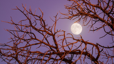 Twilight moon