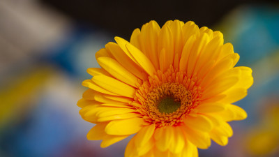 Gerbera flower