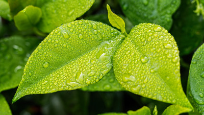 Green leaves