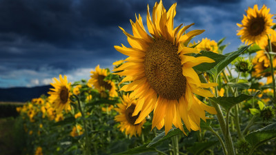Blooming sunflowers