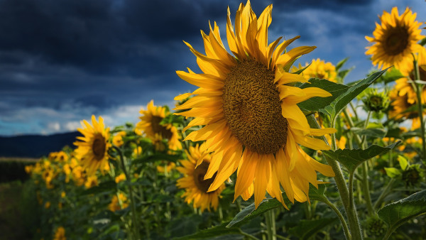 Blooming sunflowers