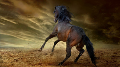 Horse freedom