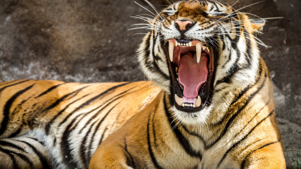 Tiger teeth