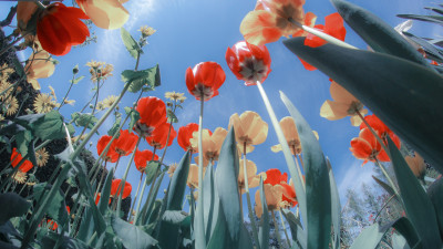 Red yellow tulips