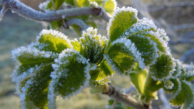 Green frozen leaves