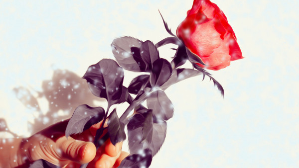 Rose flower
