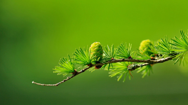 Conifer cone