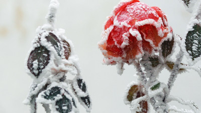 Frozen rose