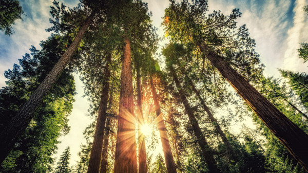 Giant sequoias