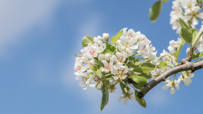 Spring flowers in the green tree