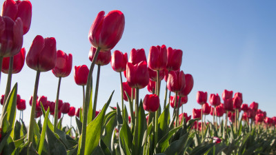Red tulips