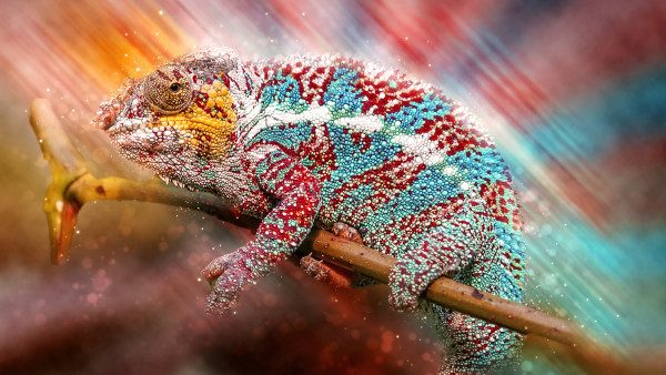 Panther chameleon