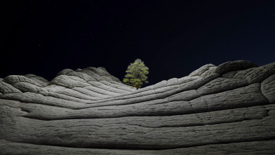 Desert tree in the cold night