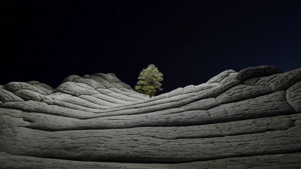 Desert tree in the cold night