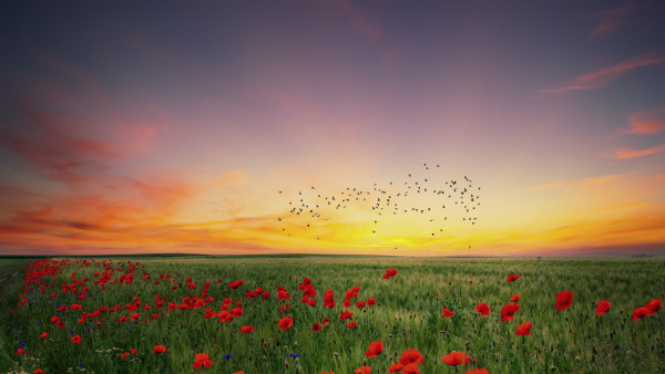 In the poppies field
