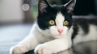 Black and white cat