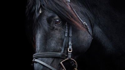 Black horse