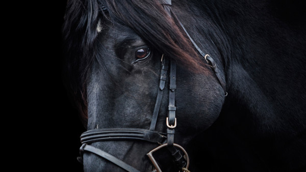 Black horse