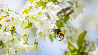 Cherry blossom