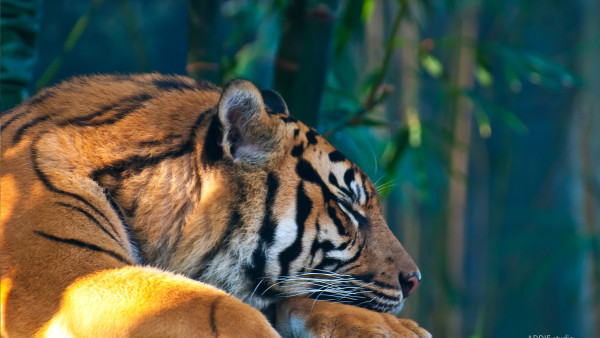 Sleeping tiger