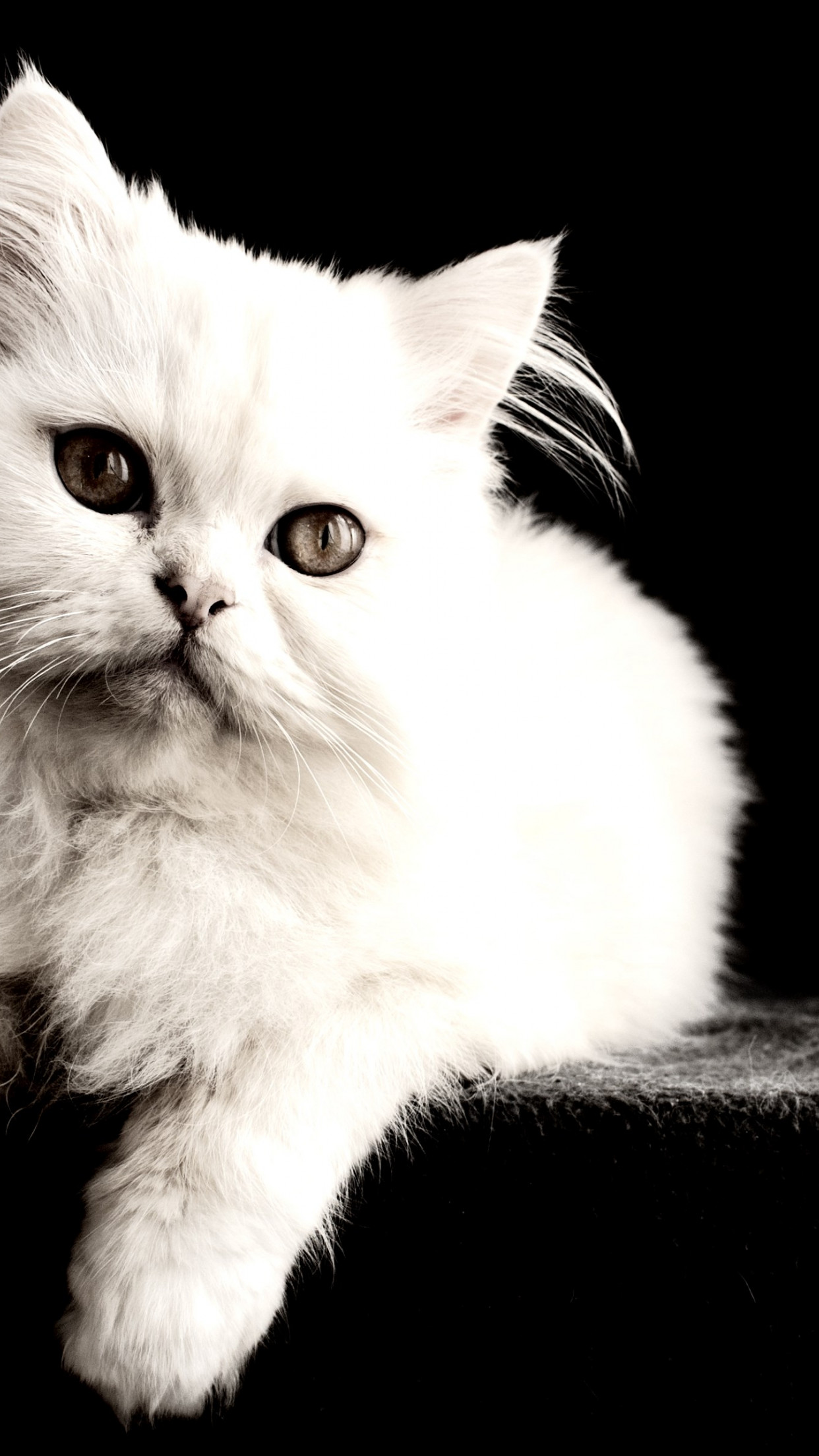 White cat wallpaper 1242x2208