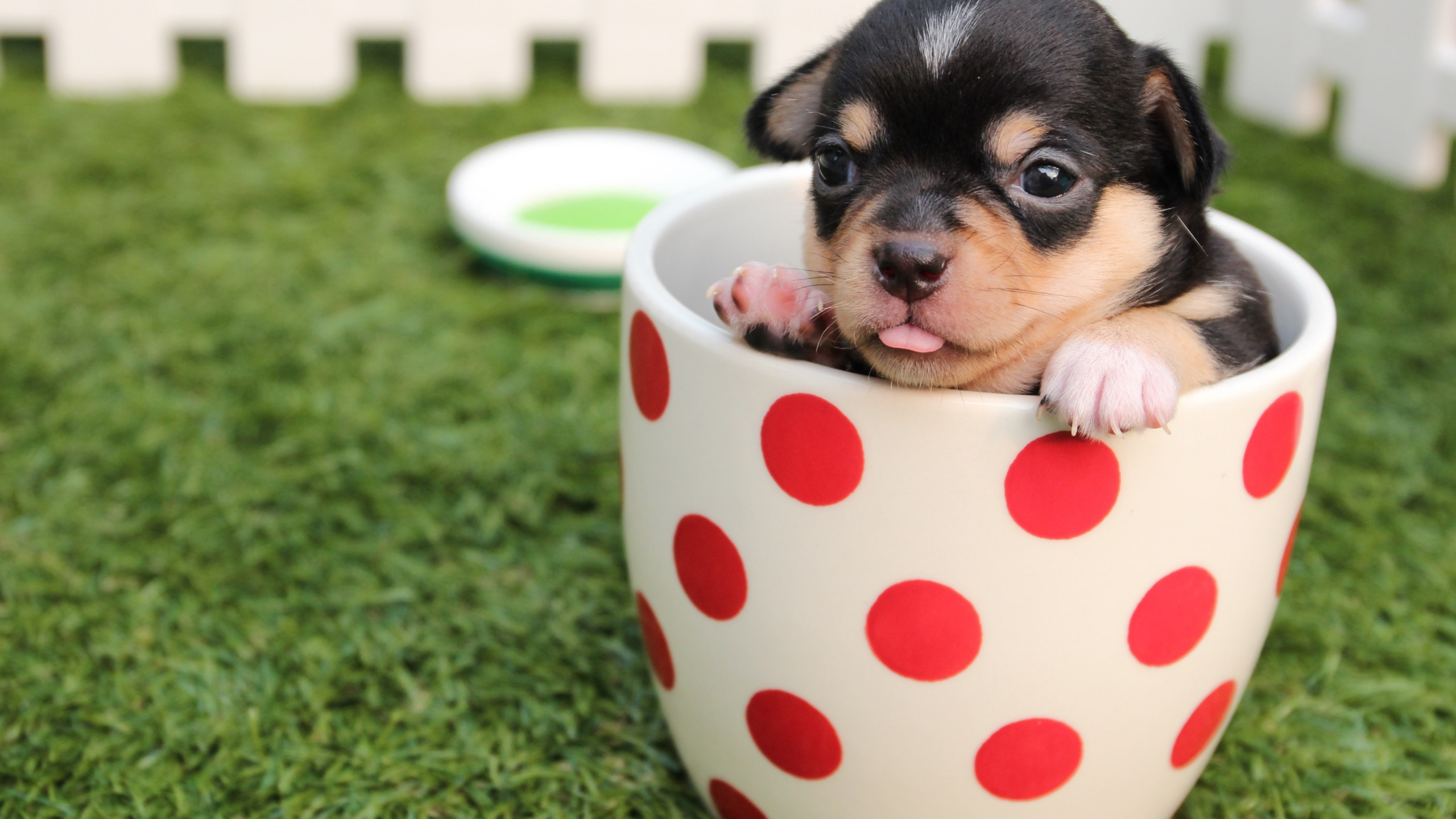 Chihuahua puppy wallpaper 2560x1440