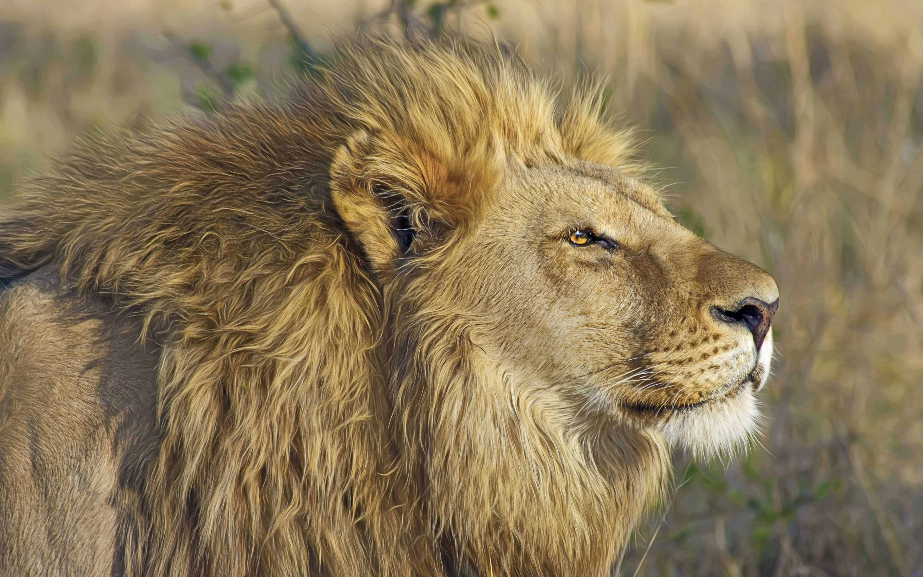One lion king portrait wallpaper 3840x2400