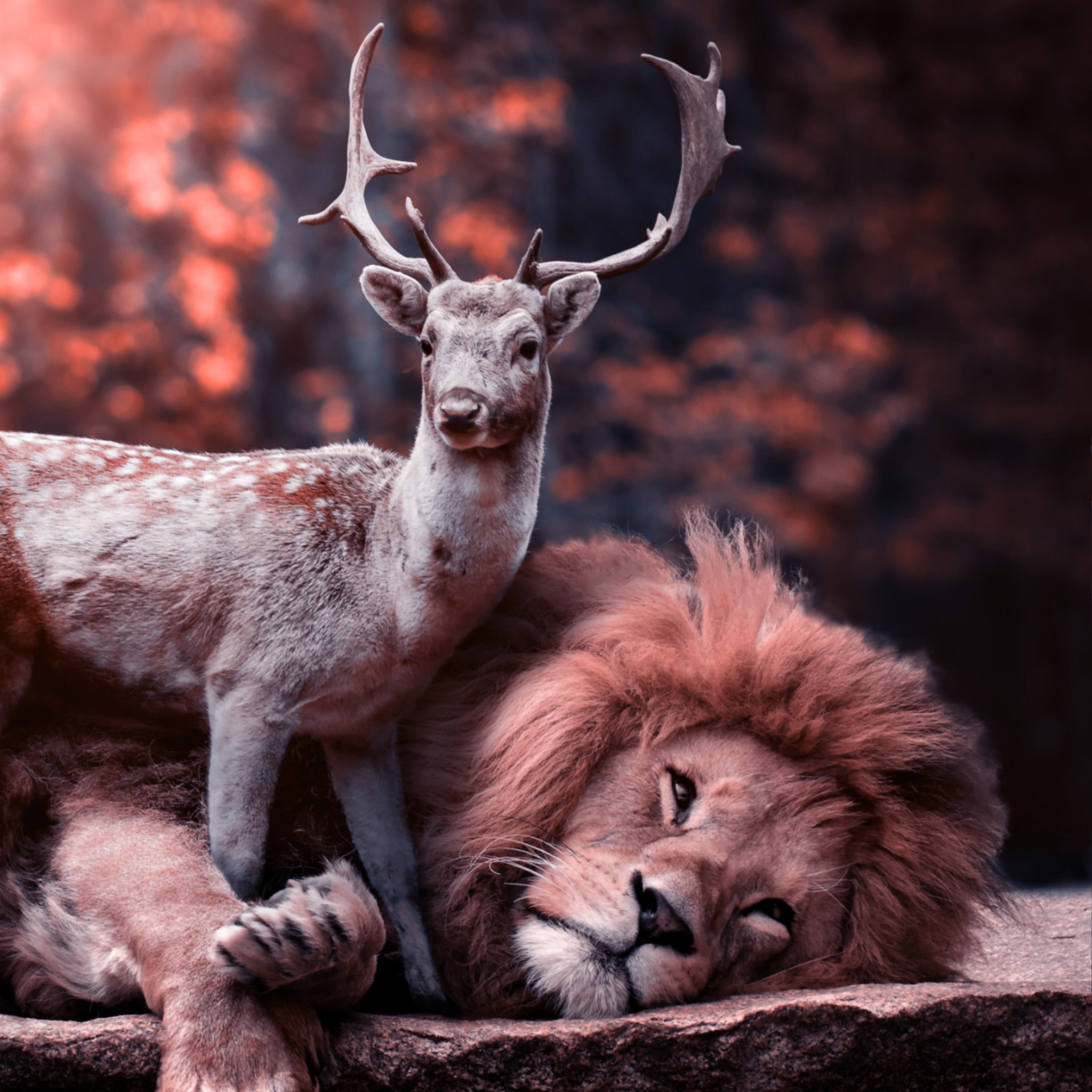 The lion and the deer wallpaper 2048x2048